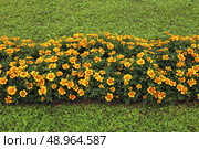 Фрагмент цветочной каймы из ярких бархатцев (лат. Tagetes) на фоне зеленой травы. Стоковое фото, фотограф Наталья Сухорукова / Фотобанк Лори