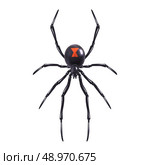 Insect realistic poisonous spider isolated on white background vector illustration. Стоковая иллюстрация, агентство Ingram Publishing / Фотобанк Лори