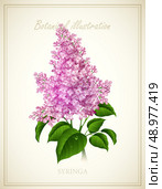 Syringa flower. Nature Botanical Vector illustration EPS 10. Стоковая иллюстрация, агентство Ingram Publishing / Фотобанк Лори