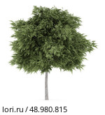 crack willow tree isolated on white background. Стоковое фото, агентство Ingram Publishing / Фотобанк Лори