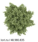 top view of crack willow tree isolated on white background. Стоковое фото, агентство Ingram Publishing / Фотобанк Лори