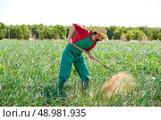 Farmer man working in onion orchard field with hoe tool. Стоковое фото, агентство Ingram Publishing / Фотобанк Лори