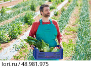 Farmer man harvesting vegetables in Mediterranean orchard field. Стоковое фото, агентство Ingram Publishing / Фотобанк Лори