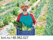 Farmer man harvesting vegetables in Mediterranean orchard field. Стоковое фото, агентство Ingram Publishing / Фотобанк Лори
