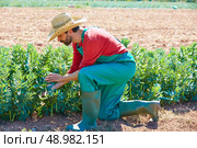Farmer man harvesting lima beans in Mediterranean orchard field. Стоковое фото, агентство Ingram Publishing / Фотобанк Лори