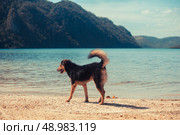 A cute dog walking on a tropical beach. Стоковое фото, агентство Ingram Publishing / Фотобанк Лори
