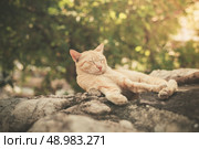 A cat is sleeping on a rock outside. Стоковое фото, агентство Ingram Publishing / Фотобанк Лори