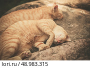 Two cats are sleeping on a rock outside. Стоковое фото, агентство Ingram Publishing / Фотобанк Лори