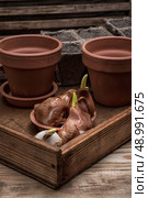 shoots of tulips germinated in the spring tulips with agricultural accessories. Стоковое фото, агентство Ingram Publishing / Фотобанк Лори