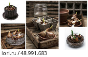 shoots of tulips germinated in the spring tulips with agricultural accessories. Стоковое фото, агентство Ingram Publishing / Фотобанк Лори