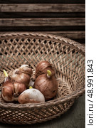 seedlings flower bulbs in a straw basket. Стоковое фото, агентство Ingram Publishing / Фотобанк Лори