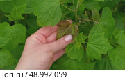 Currant and gooseberry leaf spot. Curling puckering sick blister leaves close-up. Small, dark yellow orange spots on the plant. Puckered blistered leaves distorted by aphids. Yellowish green foliage. Стоковое видео, видеограф Марина Демидюк / Фотобанк Лори