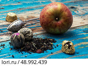 tea leaves and red apple on wooden background.The image is tinted in vintage style. Стоковое фото, агентство Ingram Publishing / Фотобанк Лори