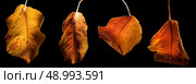four left in the colors of autumn. Стоковое фото, агентство Ingram Publishing / Фотобанк Лори