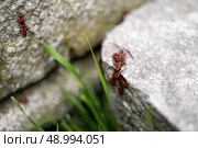 A close-up macro shot of a cluster of firebugs gathering on stone surfaces. Стоковое фото, фотограф Виктор Ветошкин / Фотобанк Лори