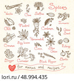 Set drawings of spices for design menus, recipes and packages product. Vector Illustration. Стоковая иллюстрация, агентство Ingram Publishing / Фотобанк Лори