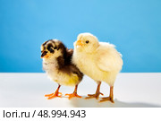 chicks couple yellow and black on table with blue background. Стоковое фото, агентство Ingram Publishing / Фотобанк Лори