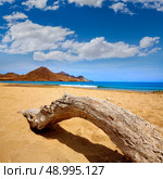Almeria Playa de los Genoveses beach trunk in Cabo de Gata Spain. Стоковое фото, агентство Ingram Publishing / Фотобанк Лори