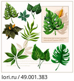 Green tropical leaves pictograms set. Exotic tropical rainforest plants opulent green leaves pictograms collection with watercolor sketch icon abstract isolated vector illustration. Стоковая иллюстрация, агентство Ingram Publishing / Фотобанк Лори