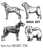 Sketch dogs portrait set with dalmatian doberman shar-pei and chow chow profiles isolated vector illustration. Sketch Dogs Portrait Set. Стоковая иллюстрация, агентство Ingram Publishing / Фотобанк Лори