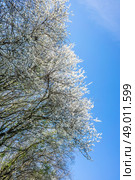 Prunus Cerasifera tree with white flowers in april. Стоковое фото, агентство Ingram Publishing / Фотобанк Лори