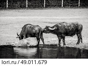 High resolution photo in best quality. Стоковое фото, агентство Ingram Publishing / Фотобанк Лори