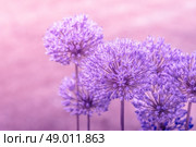 Close-up of a Allium Giganteum flower in pink colors. Стоковое фото, агентство Ingram Publishing / Фотобанк Лори