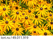 Yellow Rudbeckia Fulgida flowers in a garden. Стоковое фото, агентство Ingram Publishing / Фотобанк Лори