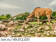 Eland antelope grassing on the african savannah. Стоковое фото, агентство Ingram Publishing / Фотобанк Лори