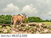 Eland antelope standing in beautiful nature in Africa. Стоковое фото, агентство Ingram Publishing / Фотобанк Лори