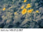Yellow marguerites on a blue toned background. Стоковое фото, агентство Ingram Publishing / Фотобанк Лори