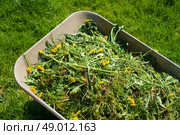 Wheelbarrow filled with weed in garden. Стоковое фото, агентство Ingram Publishing / Фотобанк Лори