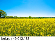Yellow rapeseed field with trees in the background. Стоковое фото, агентство Ingram Publishing / Фотобанк Лори