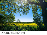 Forest clearing with a rapeseed field in the background. Стоковое фото, агентство Ingram Publishing / Фотобанк Лори