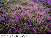 Purple heather field in natural surroundings. Стоковое фото, агентство Ingram Publishing / Фотобанк Лори