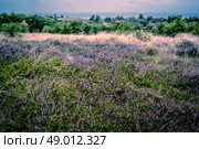 Purple heather field in natural surroundings. Стоковое фото, агентство Ingram Publishing / Фотобанк Лори