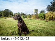 Hunting dog on a green field with a lookout. Стоковое фото, агентство Ingram Publishing / Фотобанк Лори