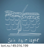 skin hair layer illustration. Стоковая иллюстрация, агентство Ingram Publishing / Фотобанк Лори