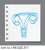 Diagram of the internal female reproductive organs. Стоковая иллюстрация, агентство Ingram Publishing / Фотобанк Лори