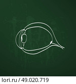 eye anatomy chalk painted on the chalkboard vector illustration. Стоковая иллюстрация, агентство Ingram Publishing / Фотобанк Лори