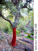 Castellon alcornocal in Sierra Espadan cork tree forest in Valencian Community of Spain. Стоковое фото, агентство Ingram Publishing / Фотобанк Лори