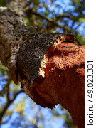 Castellon alcornocal in Sierra Espadan cork tree forest in Valencian Community of Spain. Стоковое фото, агентство Ingram Publishing / Фотобанк Лори