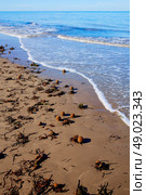 Mediterranean Posidonia beach in alicante Denia at Spain. Стоковое фото, агентство Ingram Publishing / Фотобанк Лори