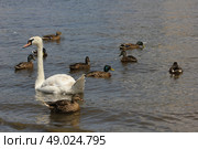 Ducks, Mallards and swan flock on pond 8445. Стоковое фото, агентство Ingram Publishing / Фотобанк Лори