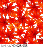 Seamless background  autumn leaves. Vector illustration. Seamless background  autumn leaves. Vector illustration EPS 10. Стоковая иллюстрация, агентство Ingram Publishing / Фотобанк Лори