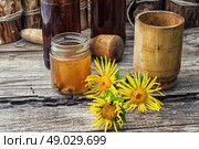 infusion of inflorescences and roots of the medicinal plant Inula on the wooden table next mortar and pestle. Стоковое фото, агентство Ingram Publishing / Фотобанк Лори