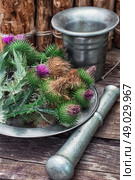 Thistle . Bright prickly Thistle buds collected for medicinal purposes in the iron bowl with mortar and pestle.Photo tinted. Стоковое фото, агентство Ingram Publishing / Фотобанк Лори