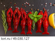 Crayfish. Row of red Crayfish on black board with spices and herbs. Стоковое фото, агентство Ingram Publishing / Фотобанк Лори