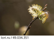 High resolution photo in best quality. Стоковое фото, агентство Ingram Publishing / Фотобанк Лори