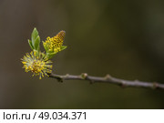 High resolution photo in best quality. Стоковое фото, агентство Ingram Publishing / Фотобанк Лори